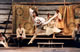 Coppelia (Harald Baluch)